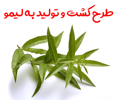 طرح کشت و تولید به لیمو